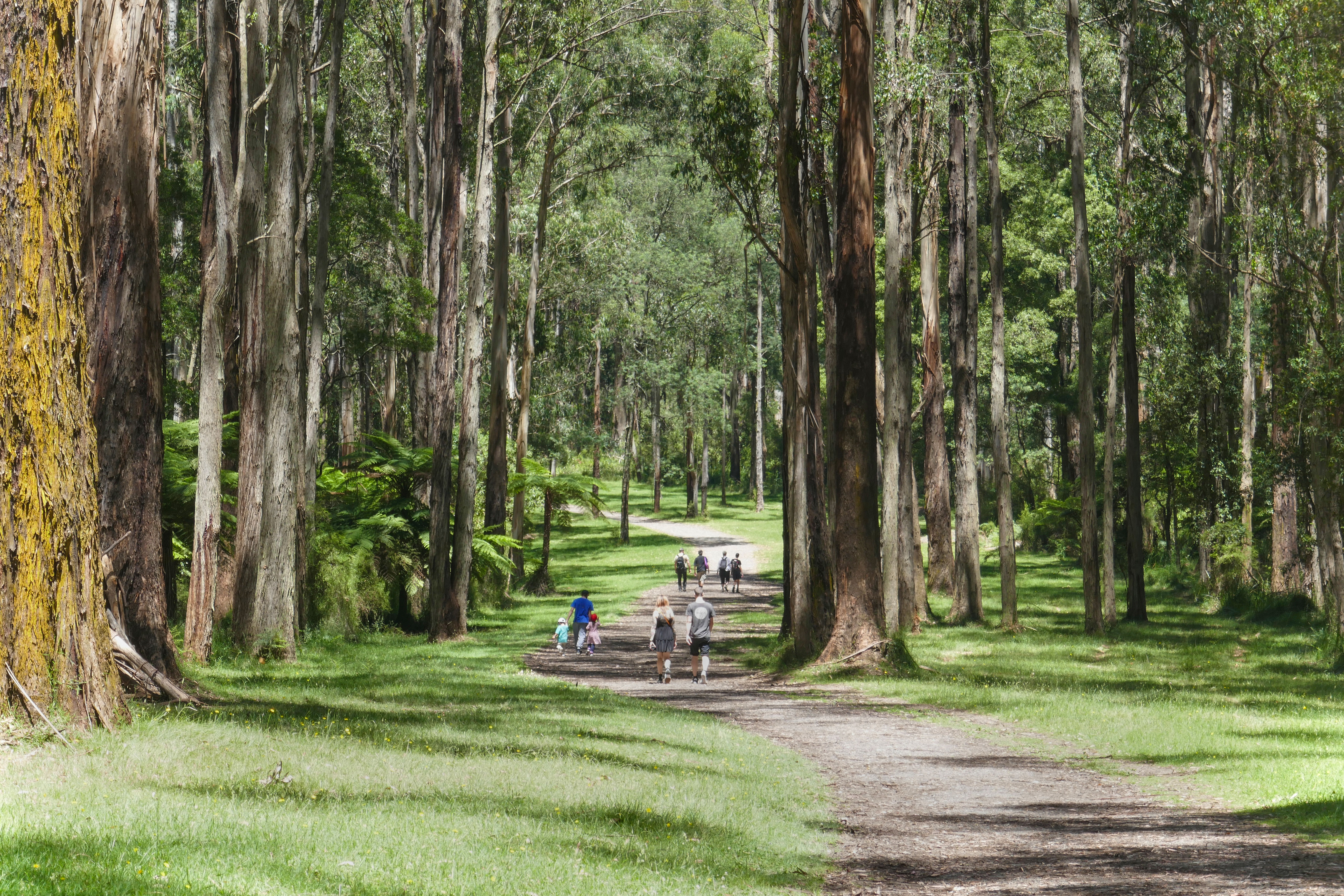 Visitors walking along a forest path in Sherbrooke Forest, surrounded by tall trees.