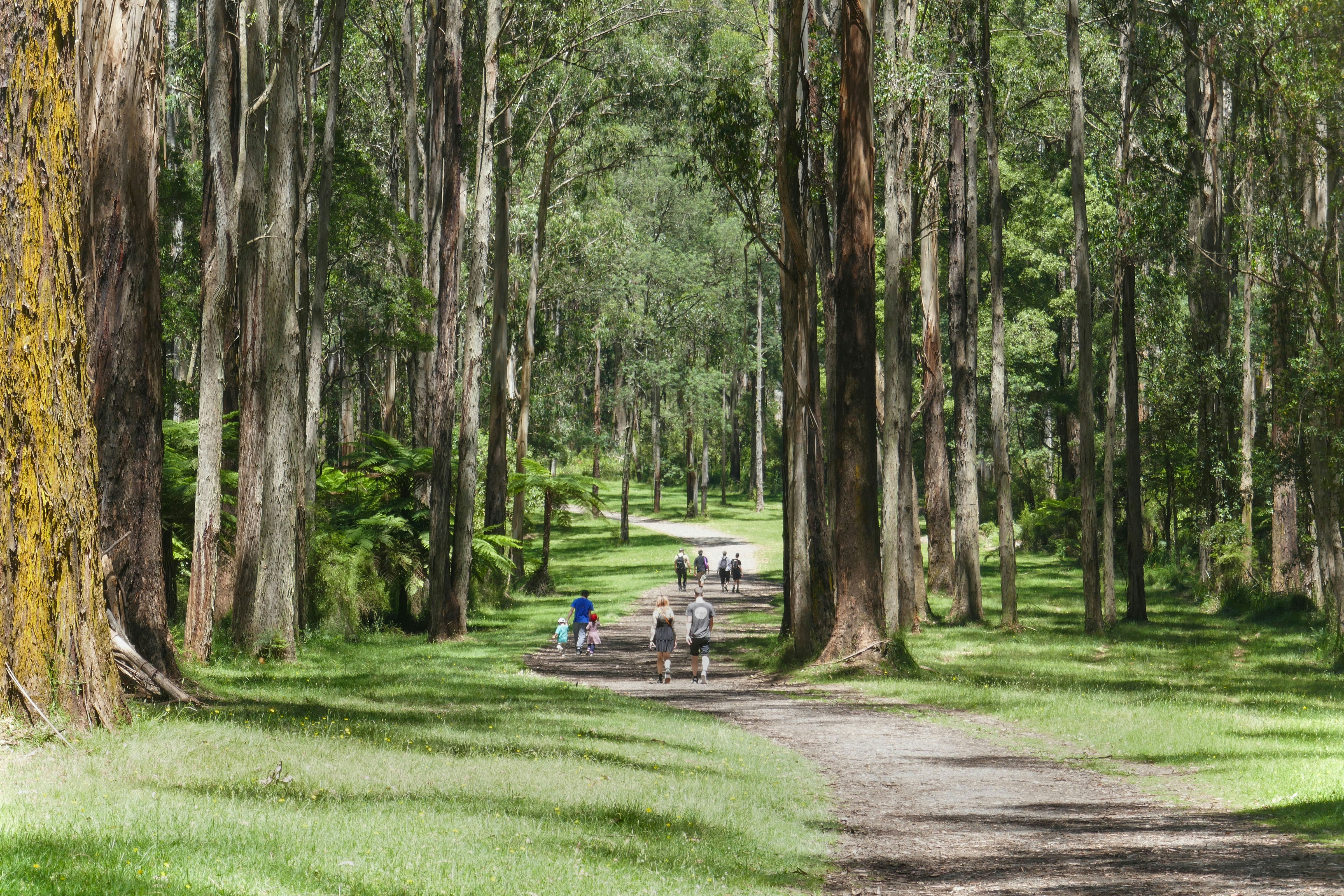 Visitors walking along a forest path in Sherbrooke Forest, surrounded by tall trees.