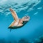 Presentación de la Charla sobre Tortugas