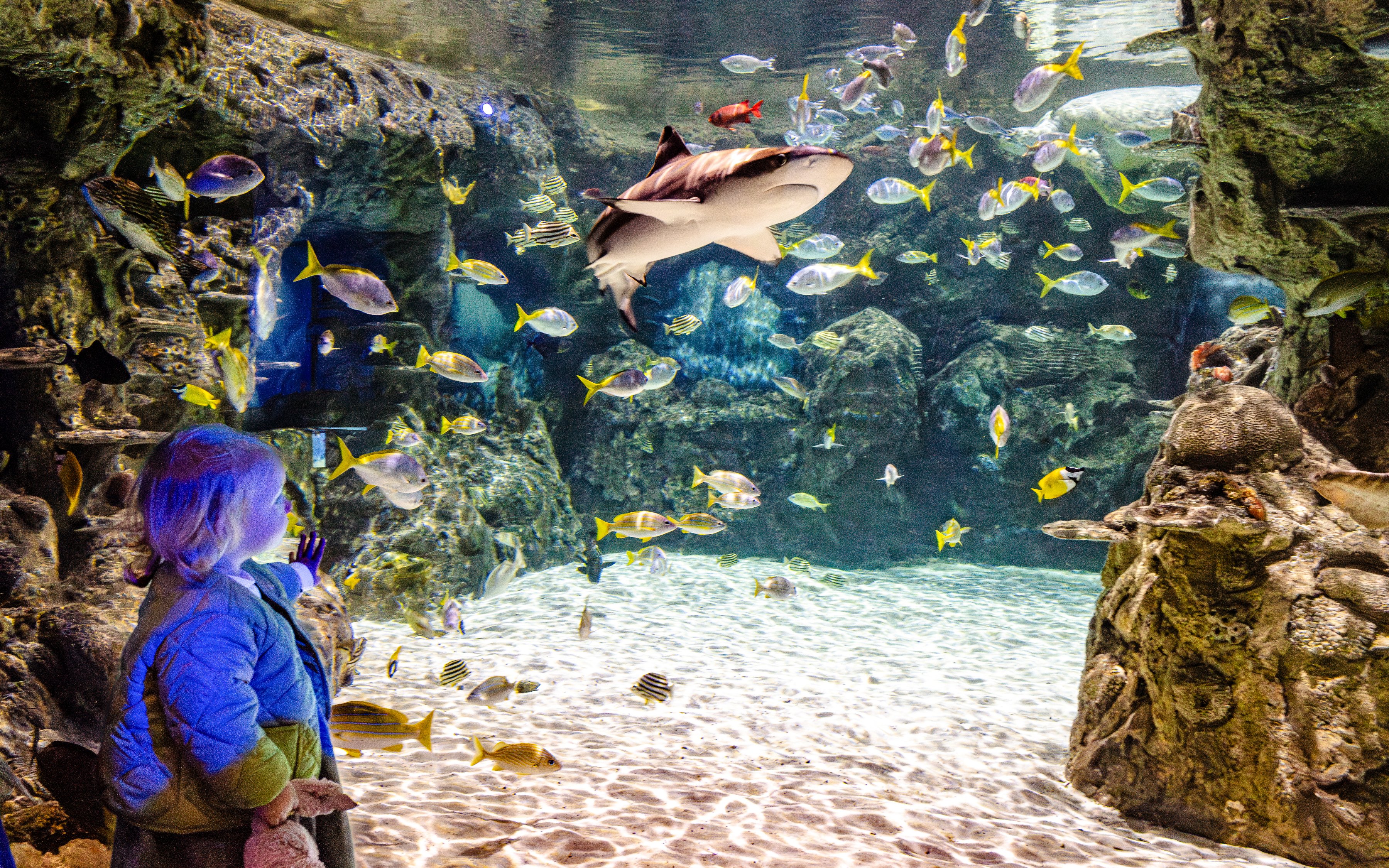 Child observing diverse fish and a shark at SEA Life Brighton aquarium.