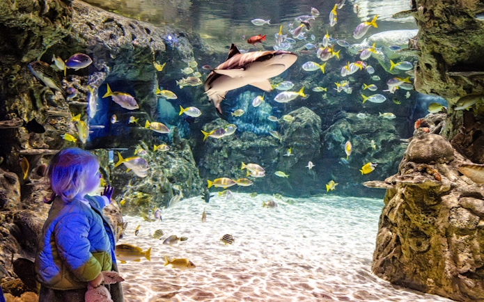 Child observing diverse fish and a shark at SEA Life Brighton aquarium.