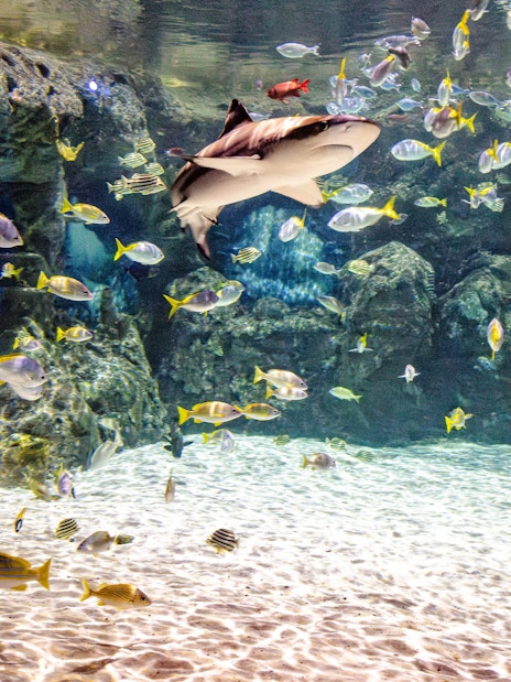 Child observing diverse fish and a shark at SEA Life Brighton aquarium.