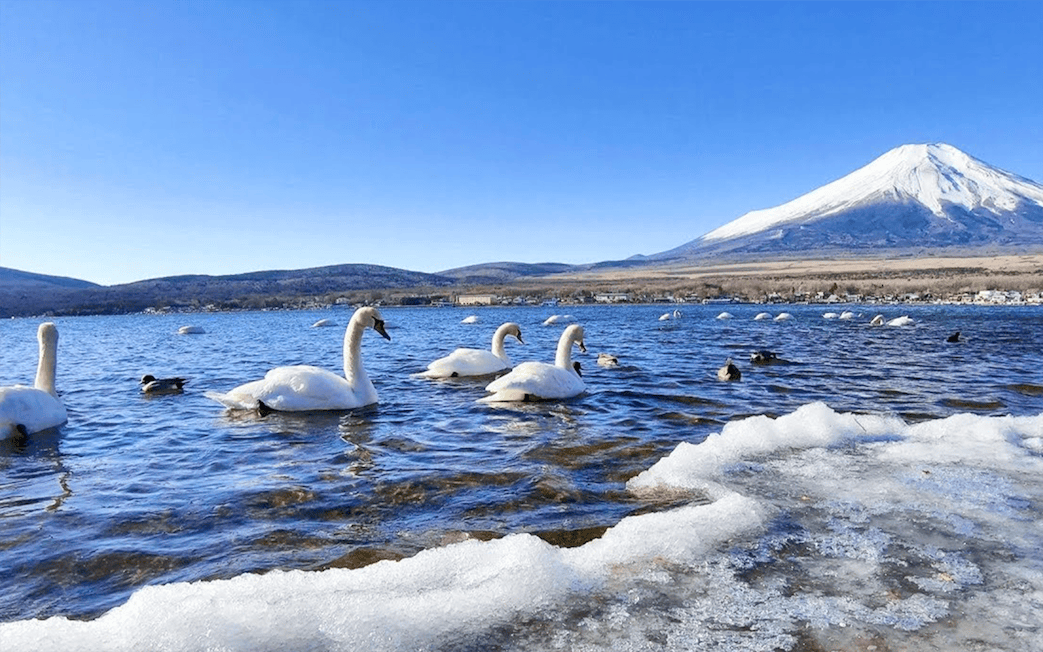 Swans on Lake Yamanaka with Mount Fuji in the background.