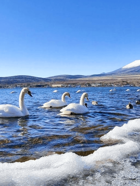 Swans on Lake Yamanaka with Mount Fuji in the background.