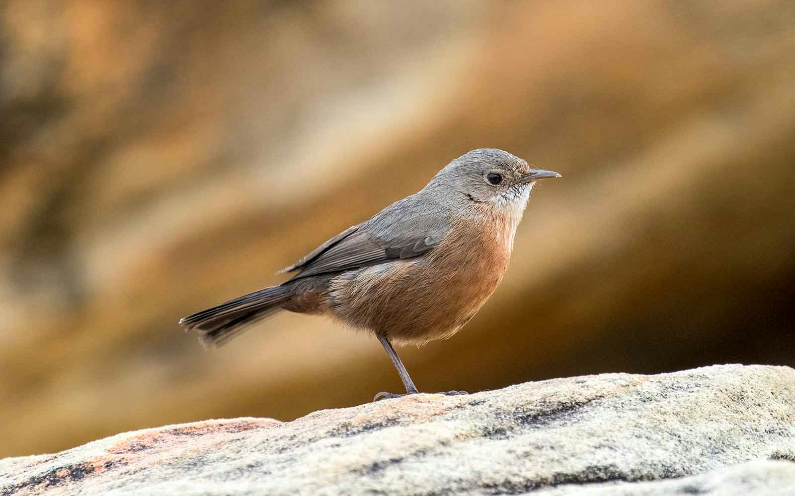 Rock Warbler