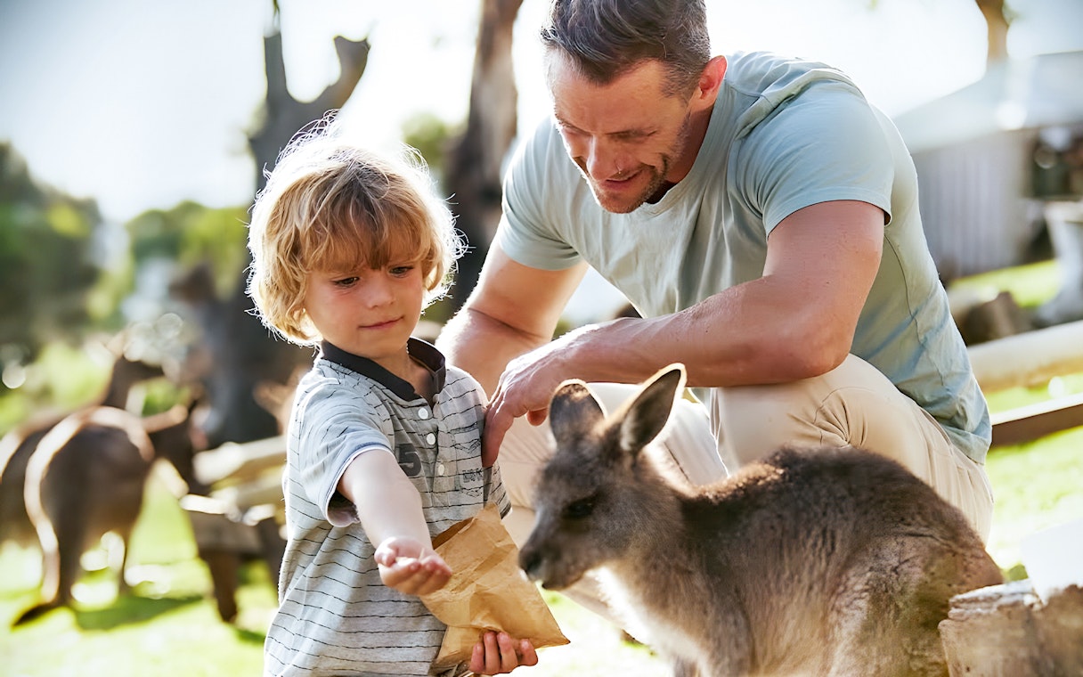 Child feeding a kangaroo at Bonorong Wildlife Sanctuary.