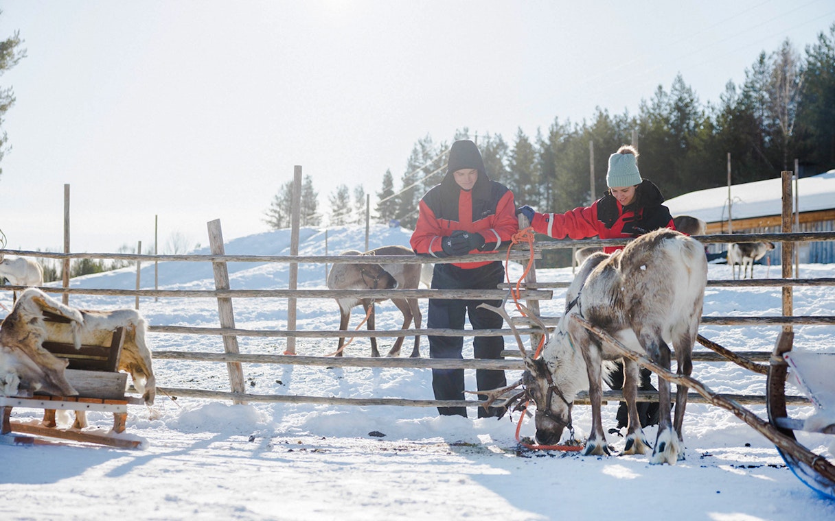 Reindeer at a farm in Rovaniemi with visitors in winter clothing.