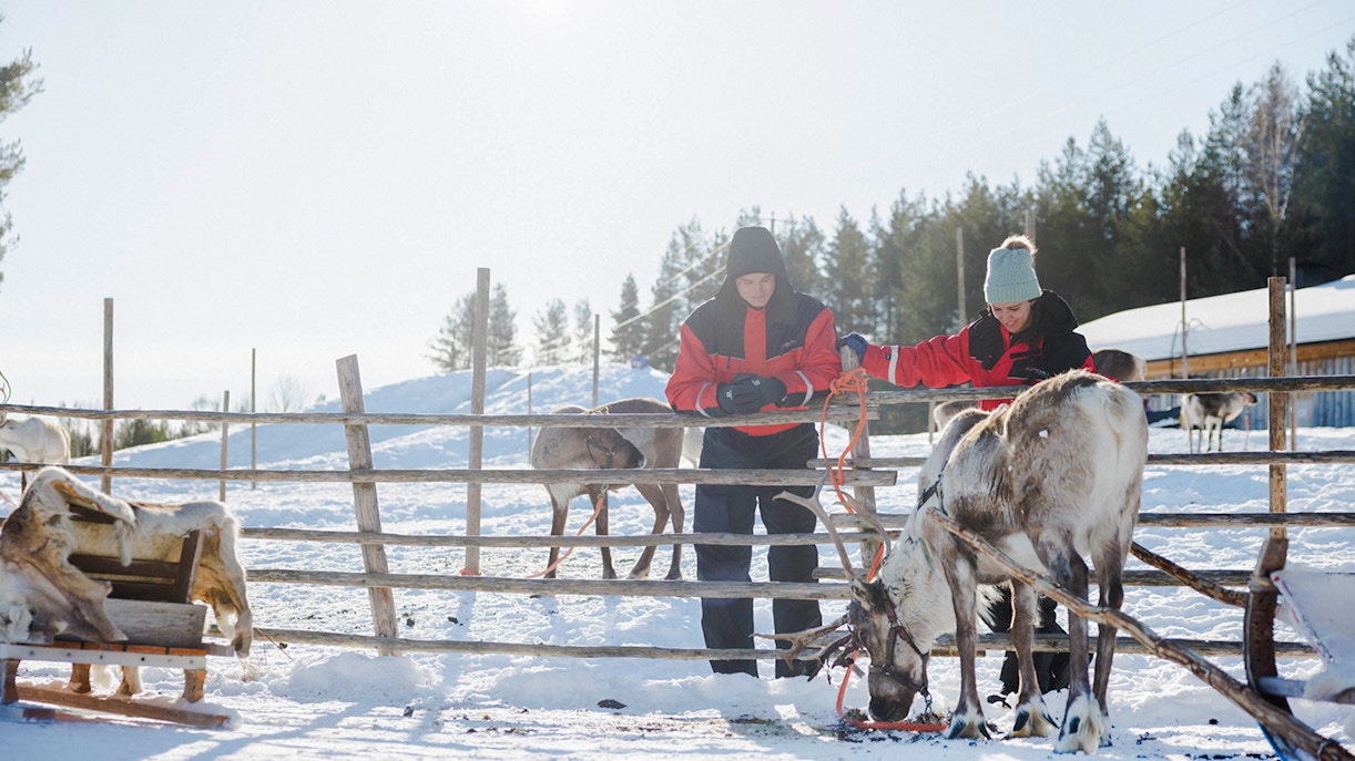 Reindeer at a farm in Rovaniemi with visitors in winter clothing.