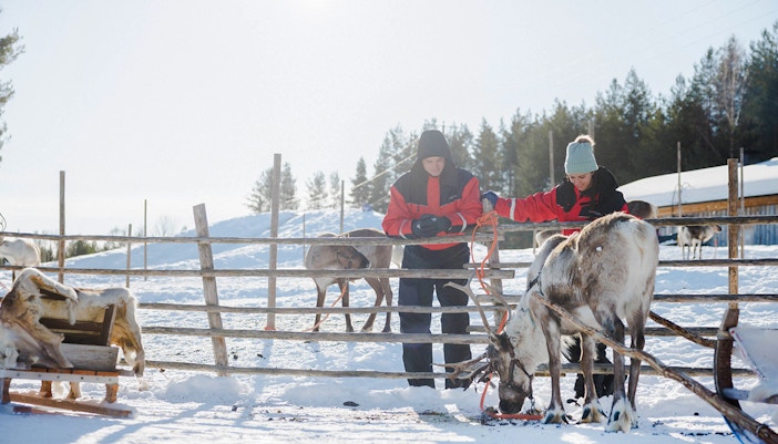 Reindeer at a farm in Rovaniemi with visitors in winter clothing.
