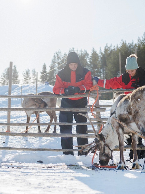 Reindeer at a farm in Rovaniemi with visitors in winter clothing.