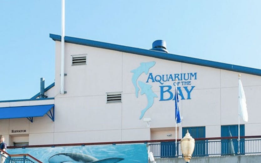Aquarium of the Bay entrance with shark mural and American flag.
