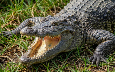 Crocodile with open mouth at Okinawa Zoo & Museum.