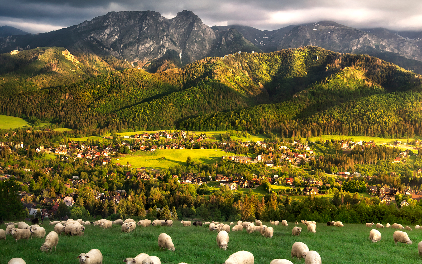 Sheep grazing in a meadow with Zakopane village and Tatra Mountains in the background.