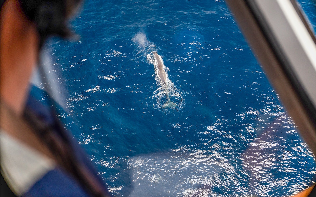 Aerial view of a whale swimming in the ocean, seen from an aircraft window.