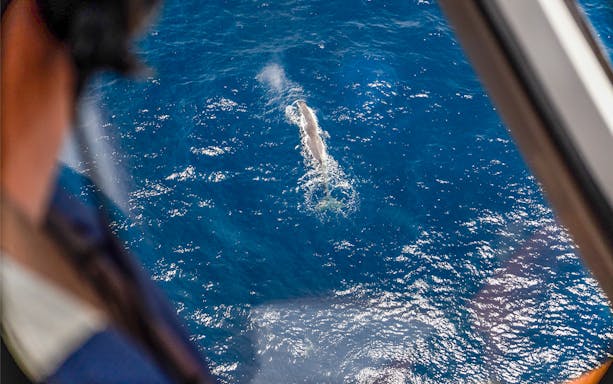 Aerial view of a whale swimming in the ocean, seen from an aircraft window.