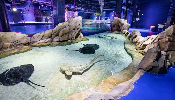 Manta rays in a pool at Georgia aquarium