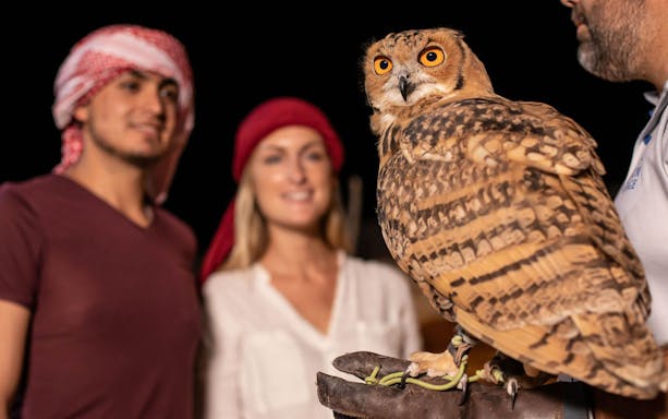 Owl perched on a gloved hand during a private night safari experience.