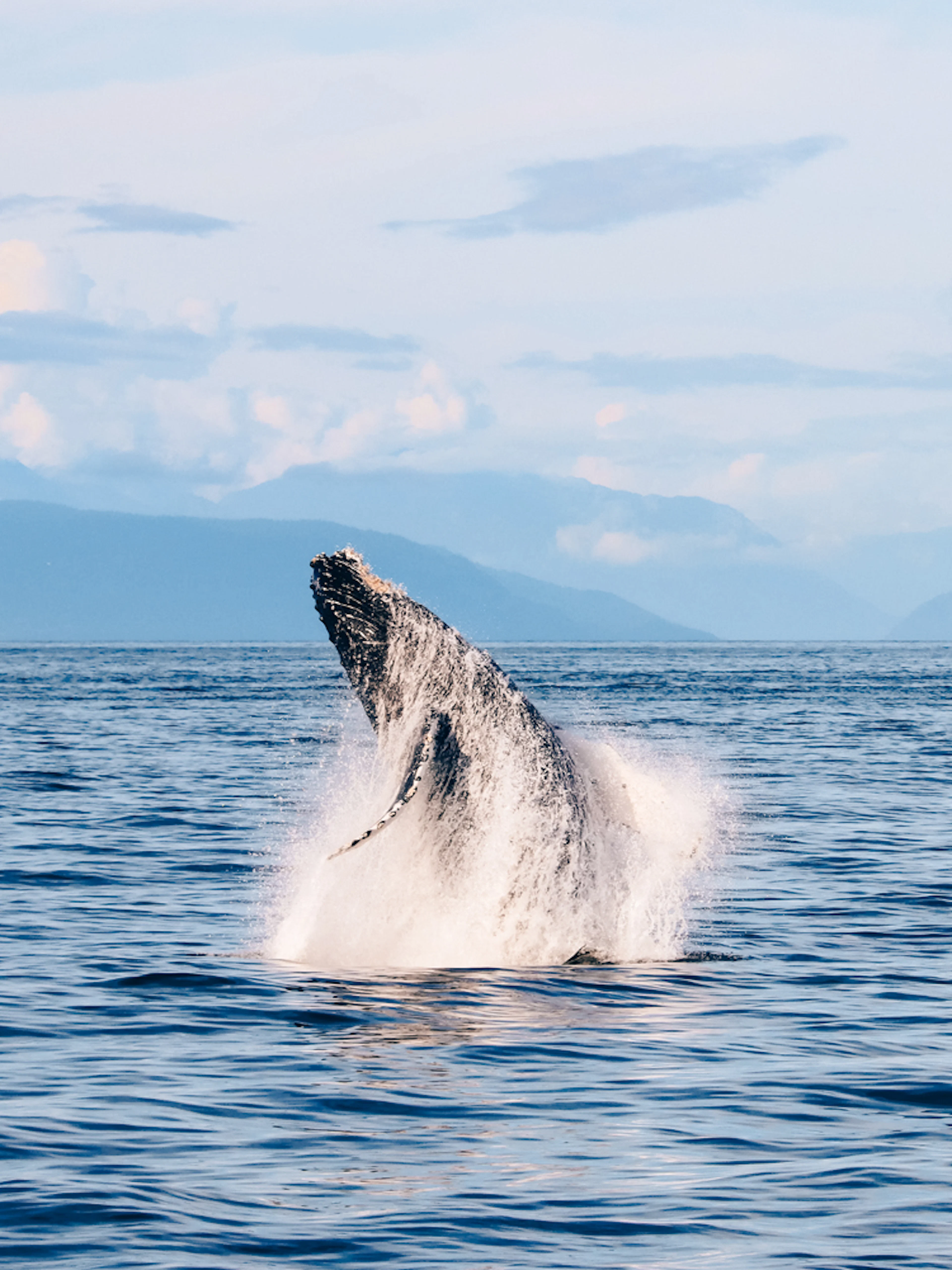 Humpback whale breaching ocean surface with mountains in the background.