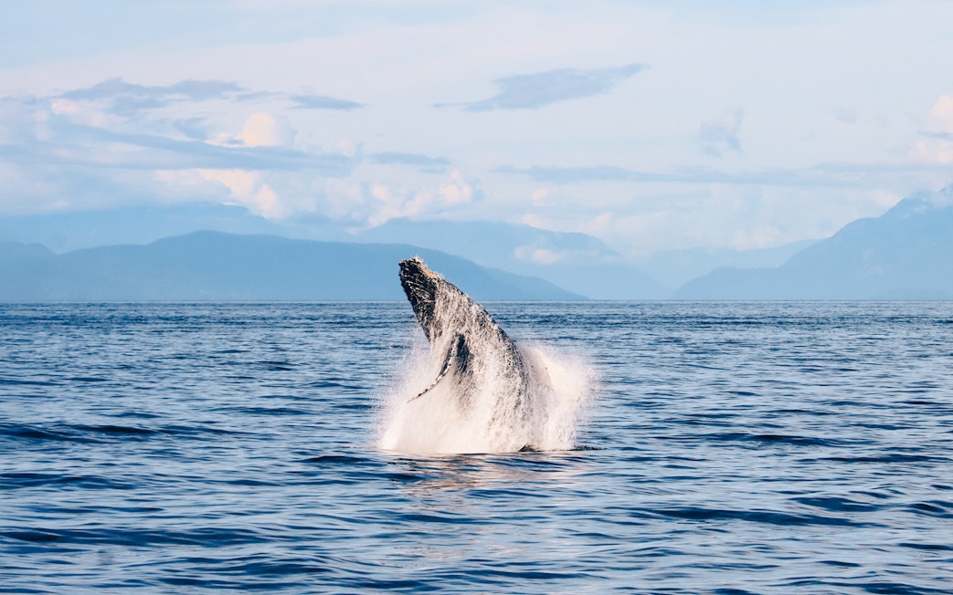 Humpback whale breaching ocean surface with mountains in the background.