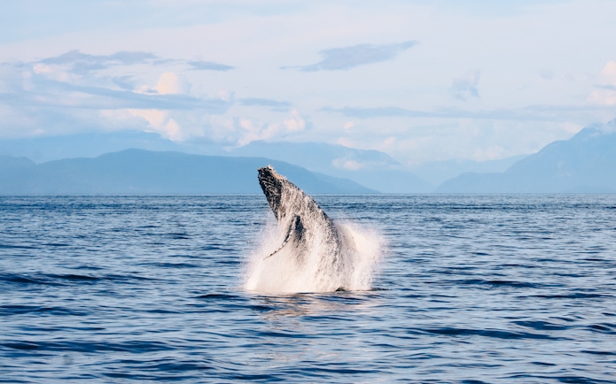 Humpback whale breaching ocean surface with mountains in the background.