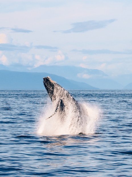 Humpback whale breaching ocean surface with mountains in the background.