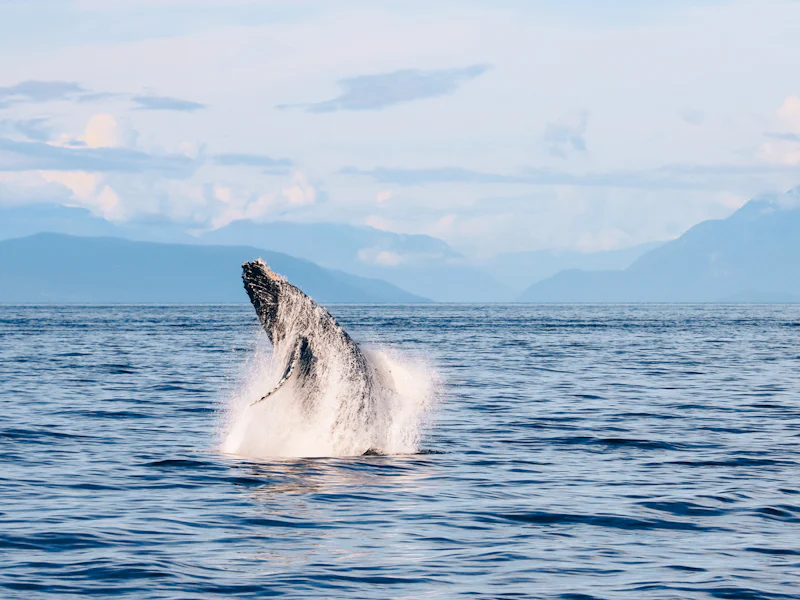 Vancouver Whale Watching Tours - Vancouver