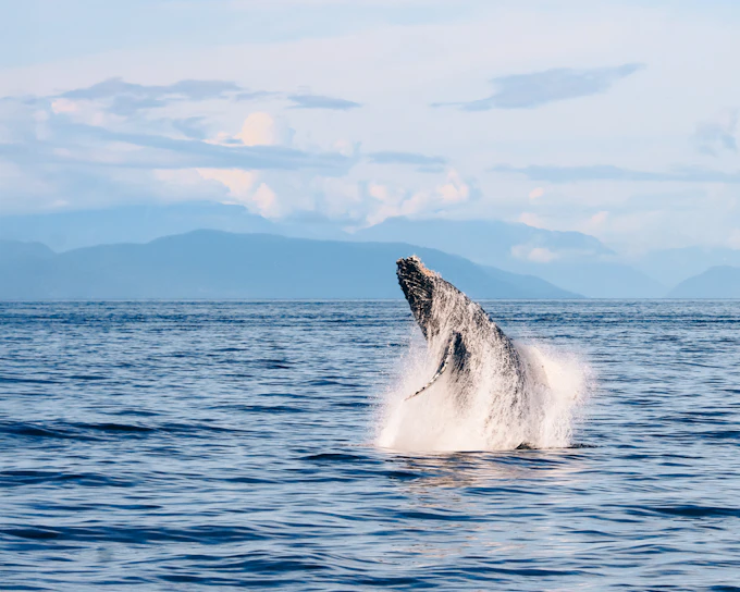 Vancouver Whale Watching Tours