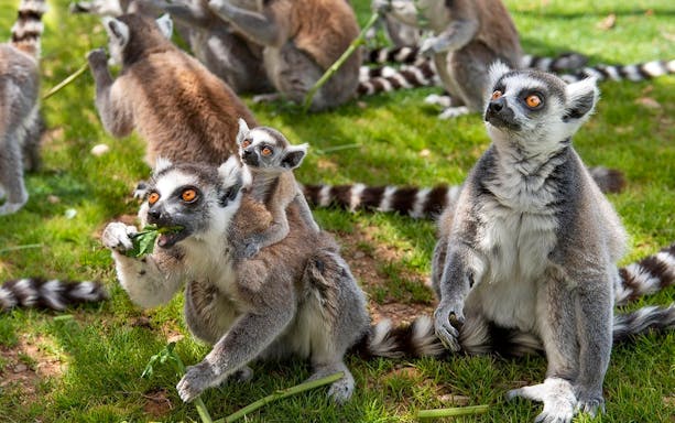 Lemurs at Sendaviva Natural Park, Spain, with a baby riding on an adult's back.