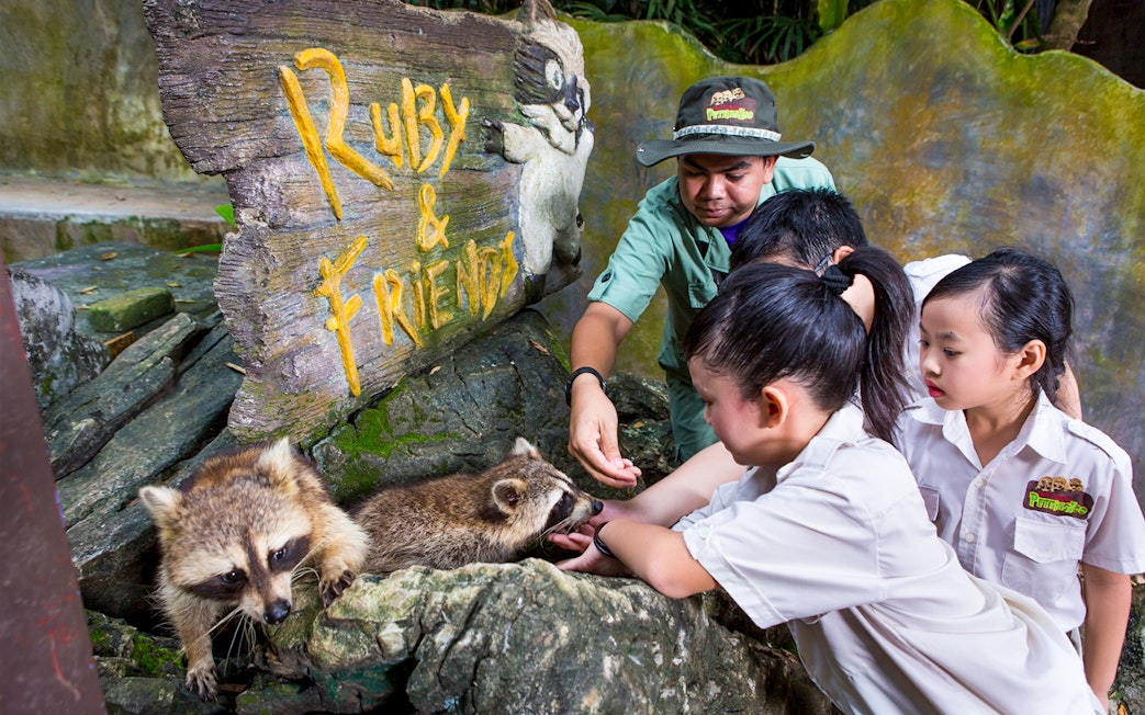 Children interacting with raccoons at Lost World Hot Springs Night Park.