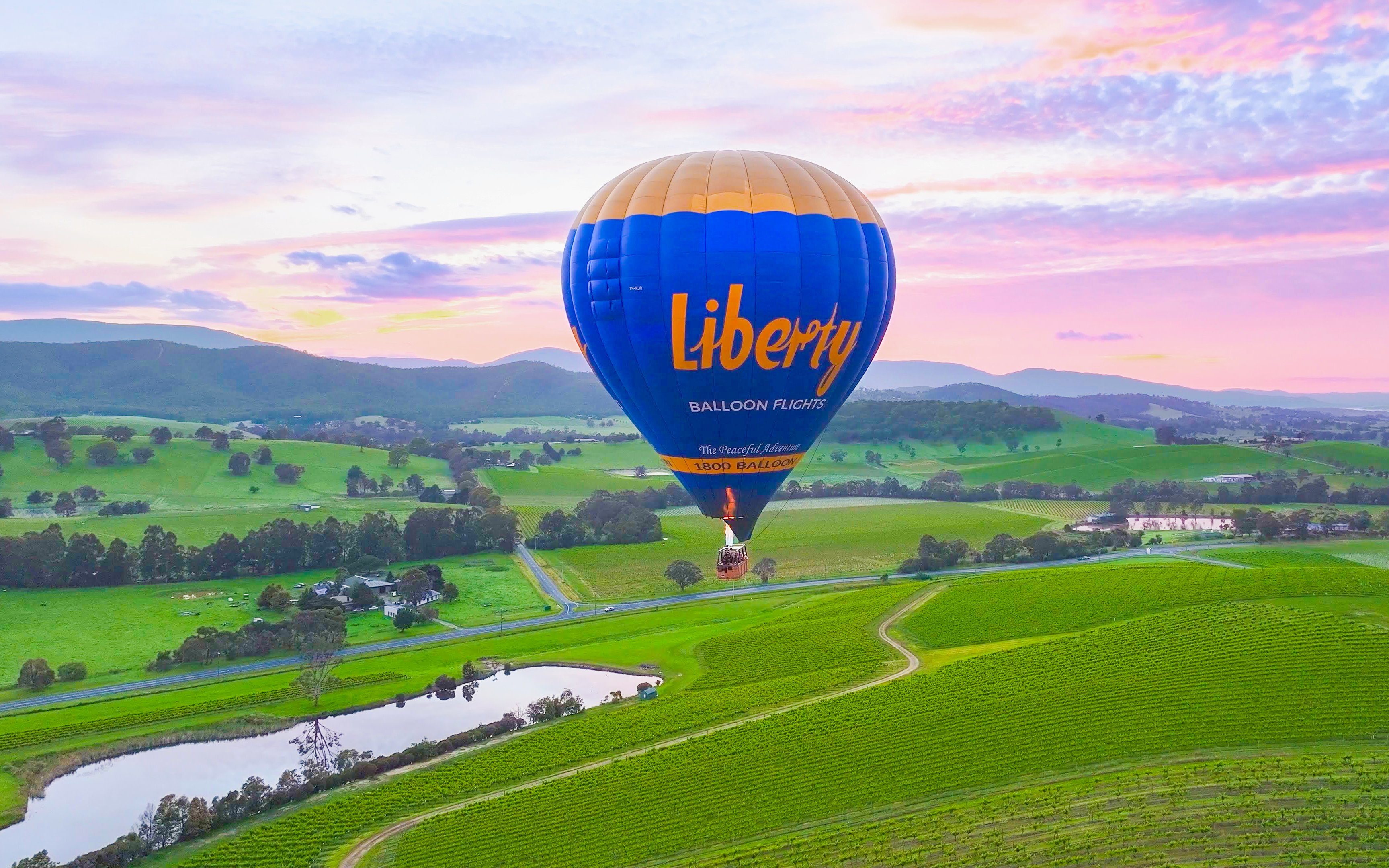 Hot air balloon over green vineyards at sunrise, Yarra Valley.