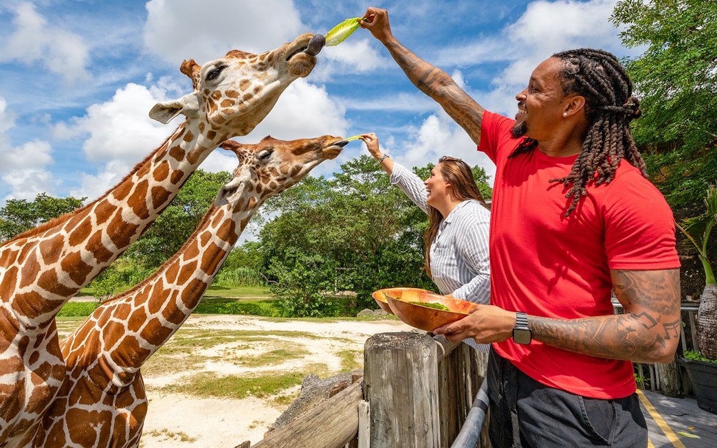Visitors feeding giraffes at Zoo Miami.