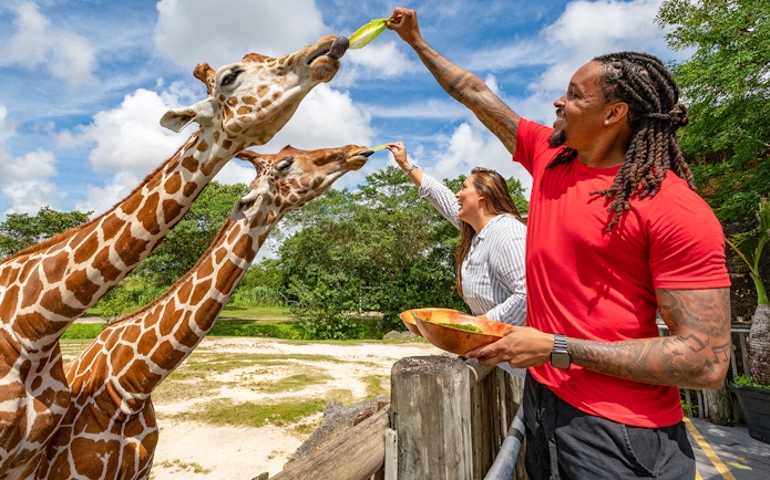 Guests feeding giraffes at Zoo Miami with leafy greens.