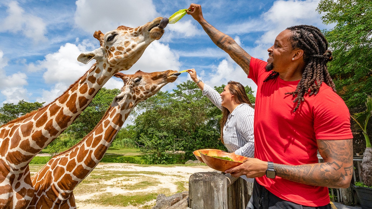 Guests feeding Giraffes at Zoo Miami