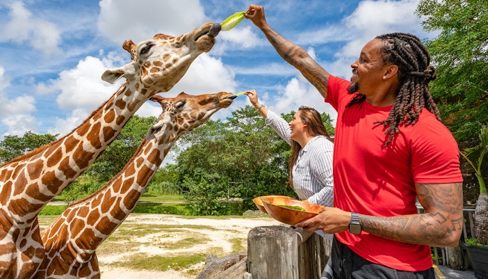 Guests feeding giraffes at Zoo Miami with leafy greens.