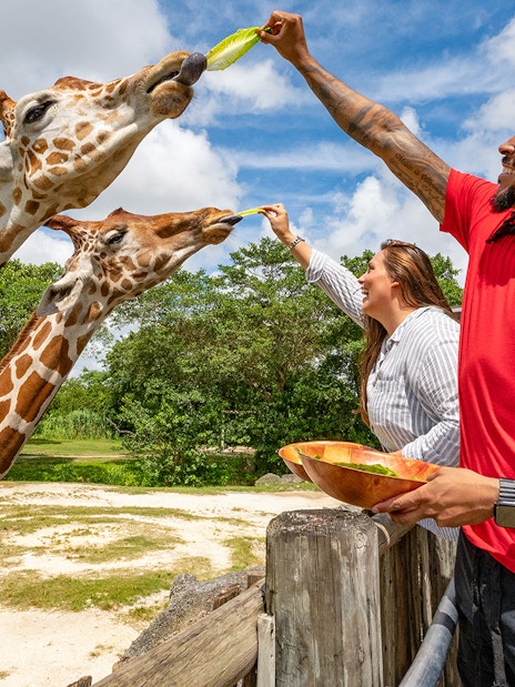 Guests feeding giraffes at Zoo Miami with leafy greens.