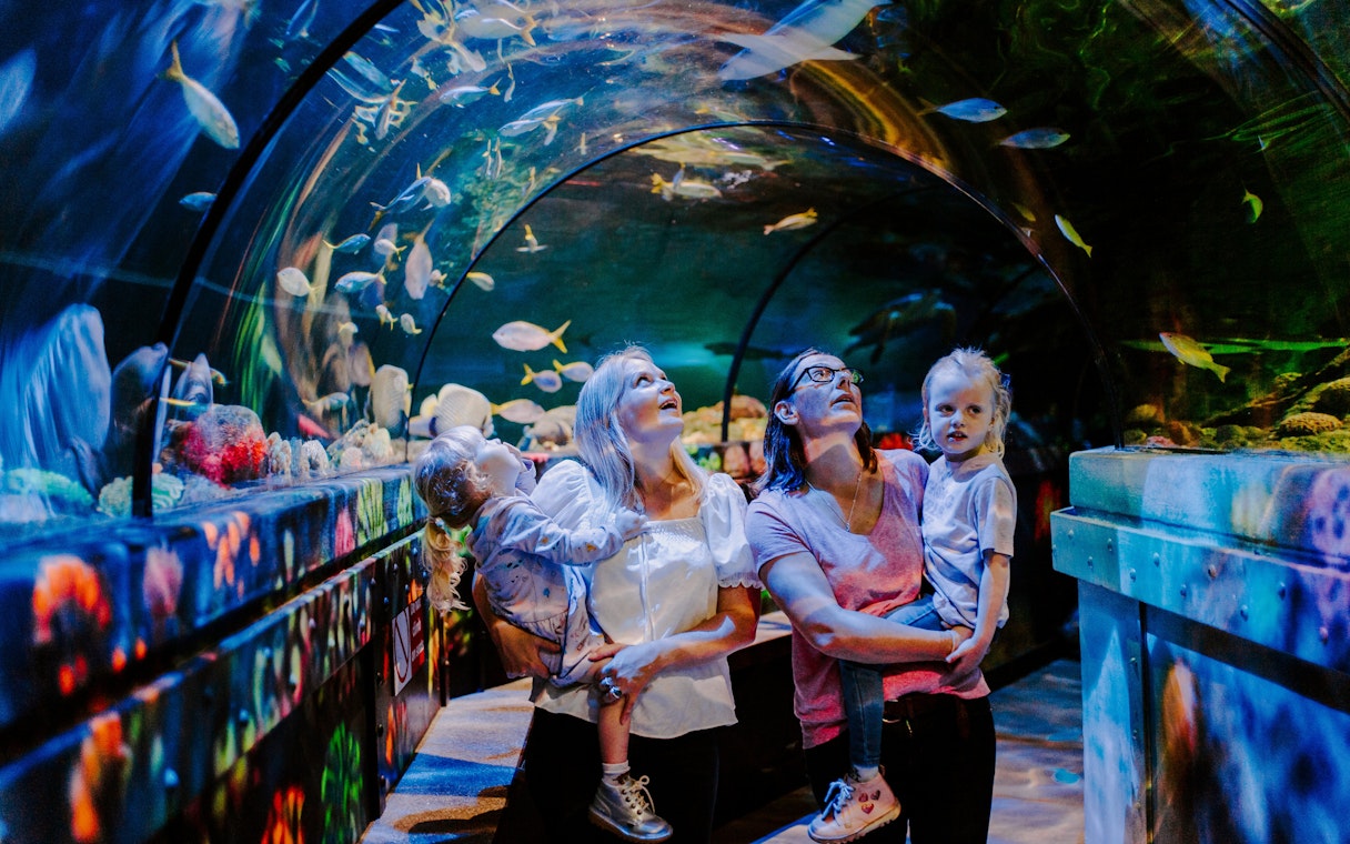 Guests exploring underwater tunnel at SEA Life Brighton.