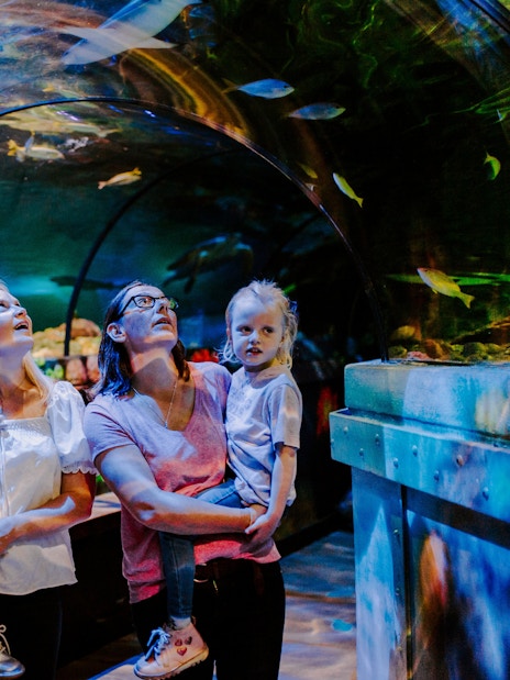 Guests exploring underwater tunnel at SEA Life Brighton.