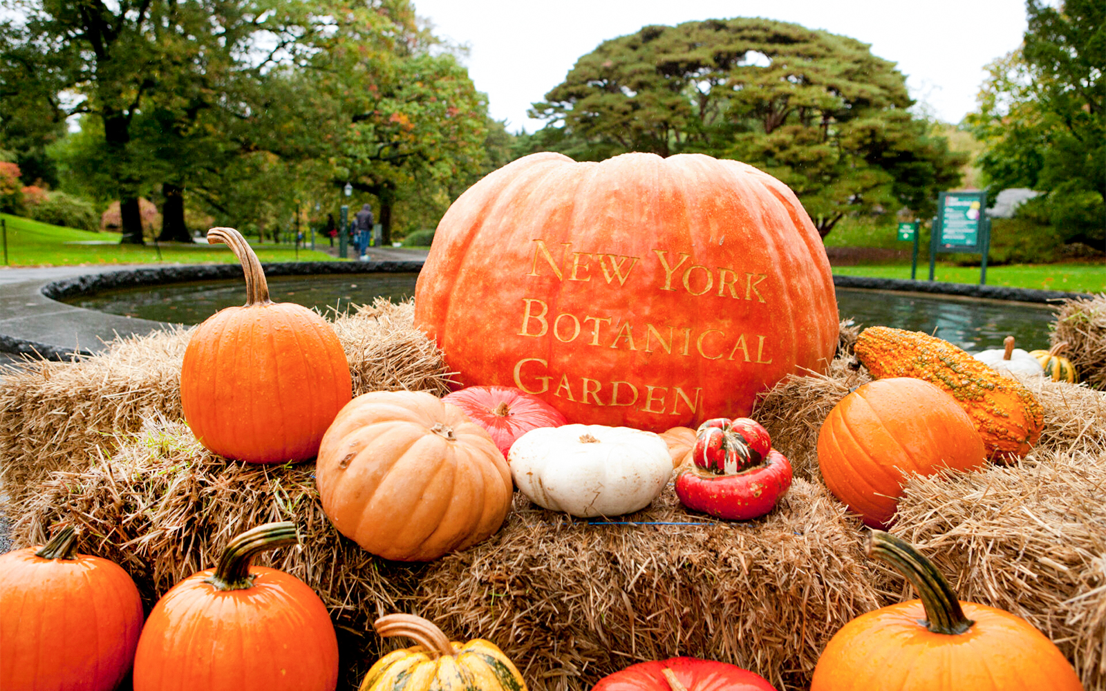 Giant pumpkins displayed at New York Botanical Garden.