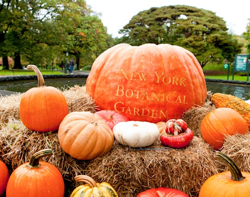 Giant pumpkins displayed at New York Botanical Garden.