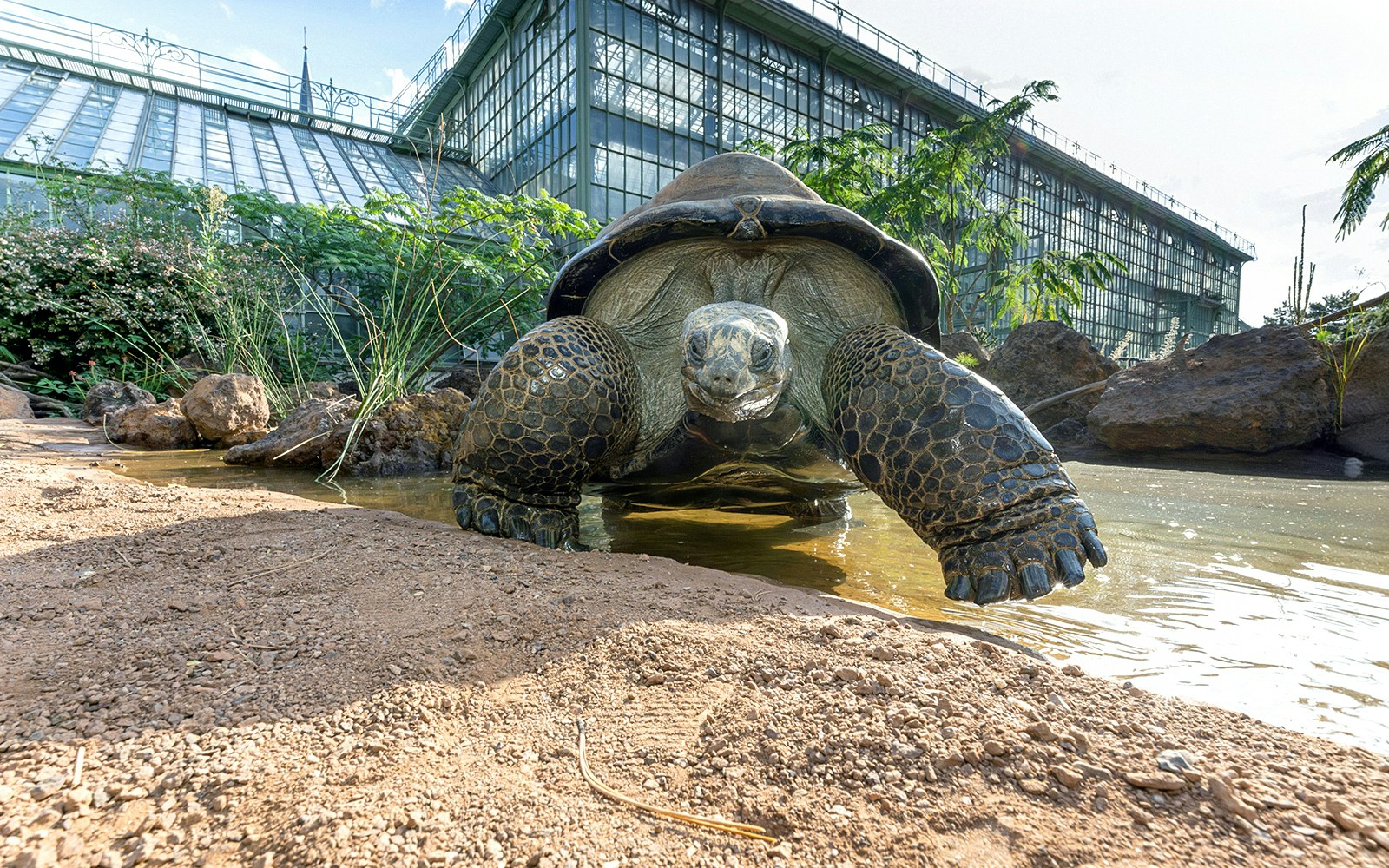 Tortoise near water at Desert House, Schönbrunn Zoo, Vienna.