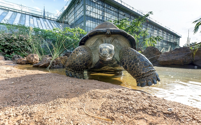 Tortoise near water at Desert House, Schönbrunn Zoo, Vienna.