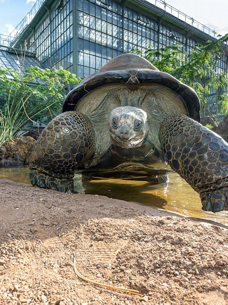 Tortoise near water at Desert House, Schönbrunn Zoo, Vienna.
