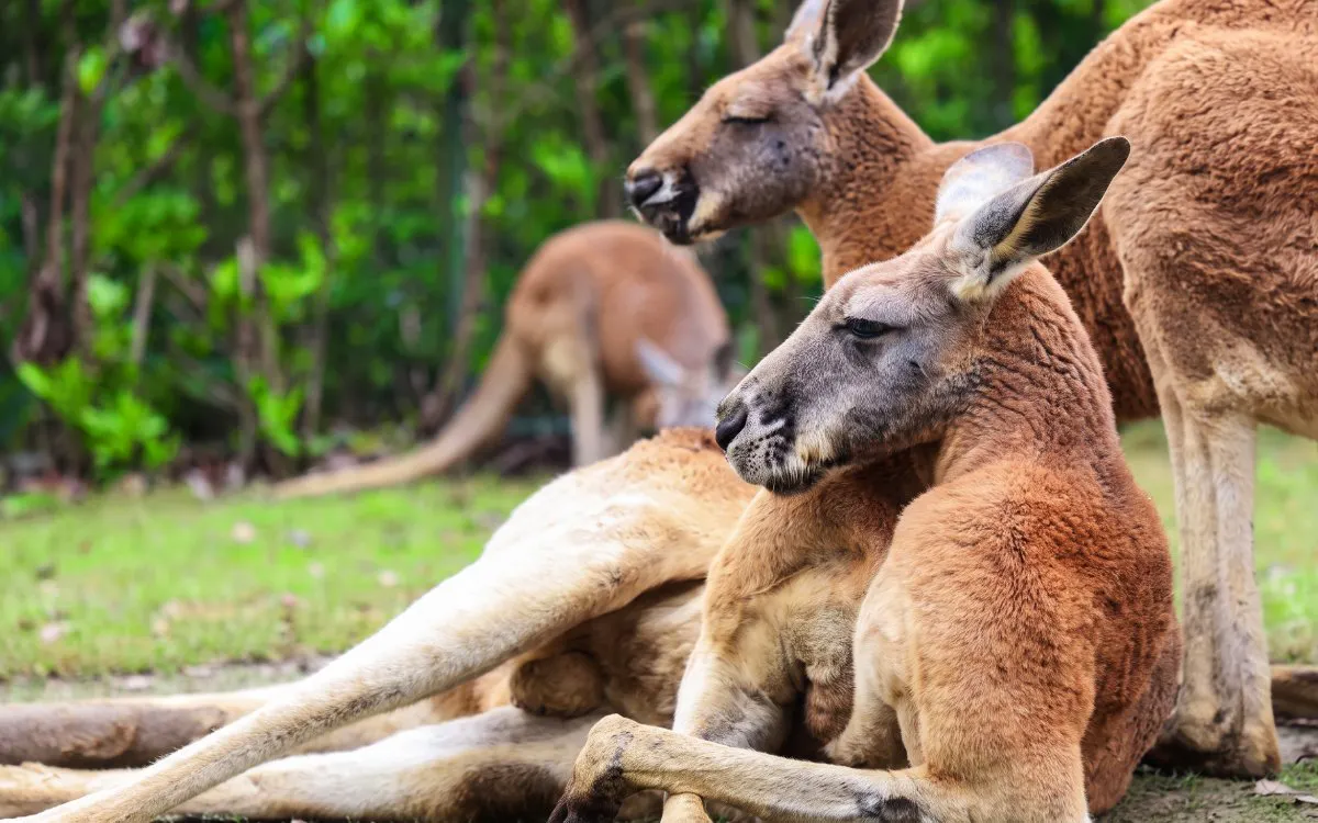 Kangaroos resting at Shanghai Wild Animal Park.