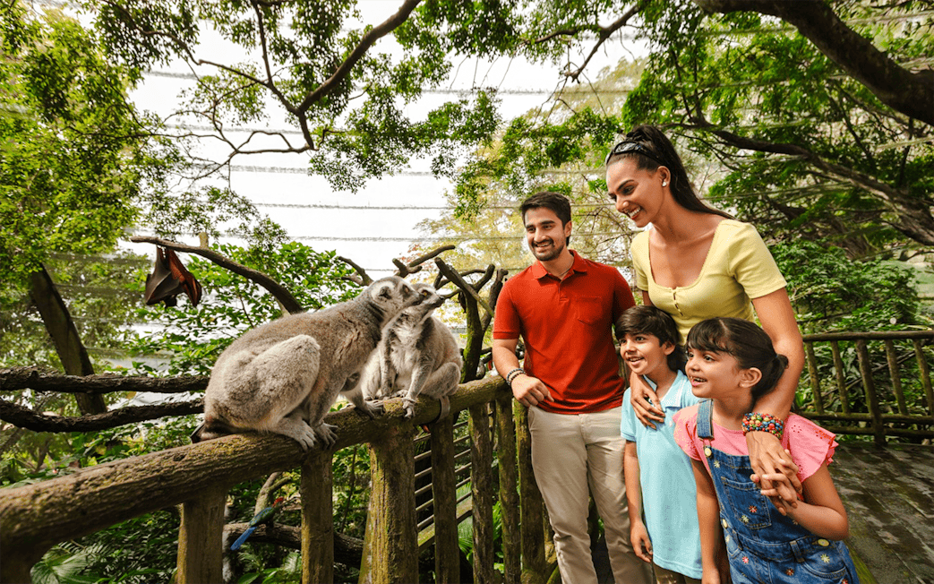 Family observing lemurs in the Fragile Forest exhibit.