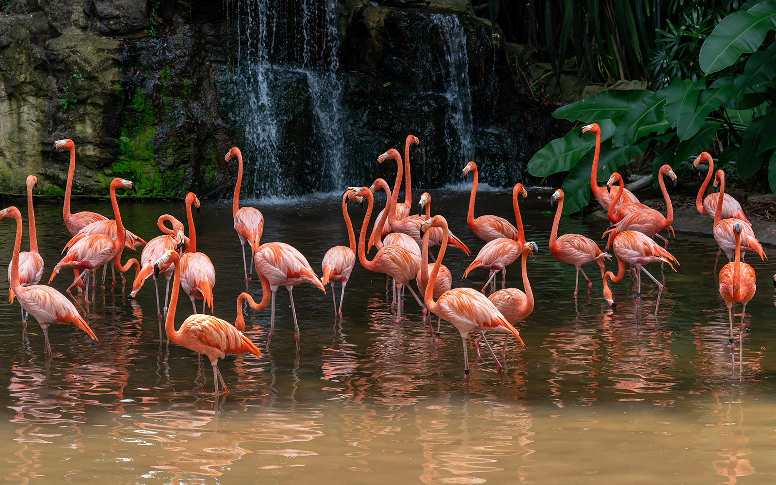 Singapore in January - Jurong Bird Park