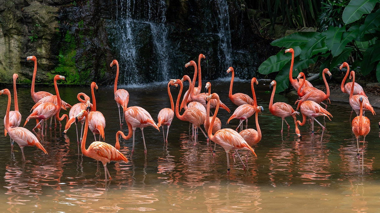 Flamingos wading in water at Jurong Bird Park, Singapore, with a waterfall backdrop.
