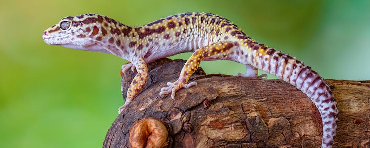 Leopard Gecko