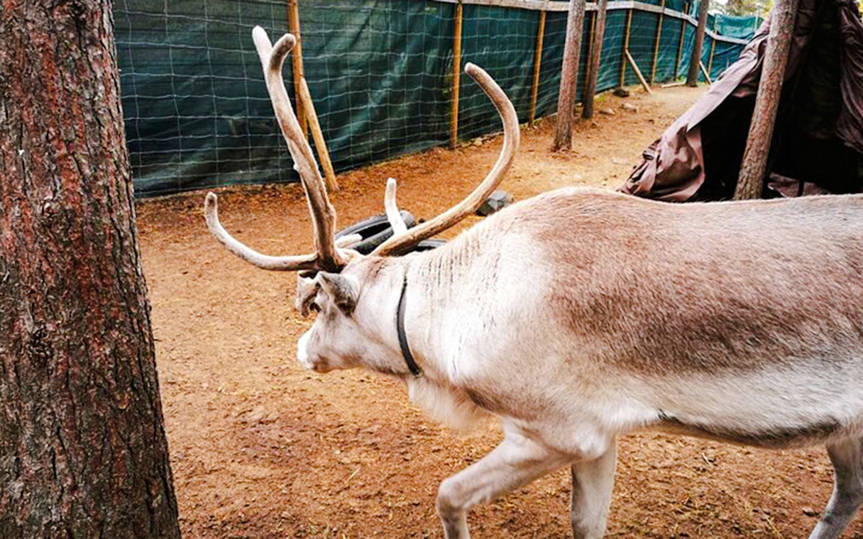 Reindeer in a Lapland enclosure, part of Santa's Pets tour.