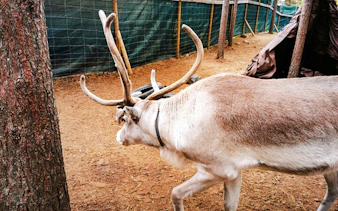 Reindeer in a Lapland enclosure, part of Santa's Pets tour.