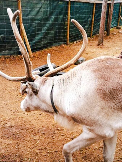Reindeer in a Lapland enclosure, part of Santa's Pets tour.